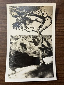 Tree at the Grand Canyon Real Photo Postcard ~ RPPC, 1930-1950, Unposted - Picture 1 of 2