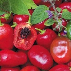 CHILLI Rocoto Manzano Red 7 seeds OPEN-POLLINATED vegetable garden SPRING SUMMER - Picture 1 of 2