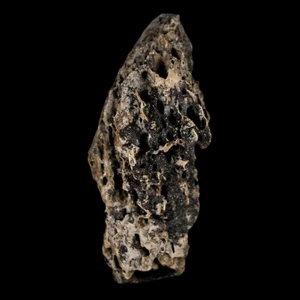 1.1" Tyrannosaurus Rex Fossil Bone Marrow Dinosaur Lance Creek FM WY COA Display - Picture 1 of 10