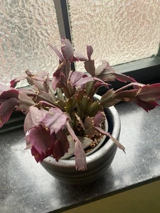 3 Pflanzen Schlumbergera truncata - Bild 1 von 1