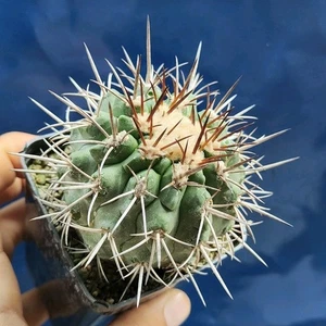 Copiapoa echinata SH 884 Carrizal Bajo, Atacama (Cile) POT 7 CM On its own root! - Imagen 1 de 5