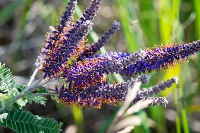 SEEDVILLE USA 100 Purple LEAD PLANT Amorpha Canescens Wild Tea Downy Indigo Native Flower Seed