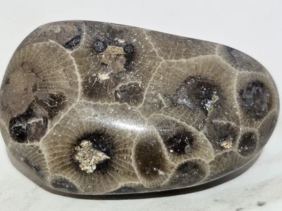 Piedra Petoskey Pulida a Mano Hexagonal Michigan 1.5" Envío Rápido  Foto 1 de 4