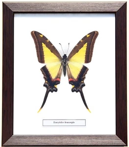 REAL EURYTIDES LEUCASPIS BUTTERFLY IN FRAMED DISPLAY : TAXIDERMY - Picture 1 of 4
