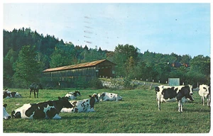 Old Covered Bridge & Holstein Dairy Cows AT South Lancaster, New Hampshire - Picture 1 of 2
