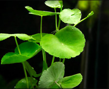 Brazilian Pennywort - Hydrocotyle leucocephala Live Aquarium Plants BUY2G1FREE