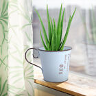 Small Sky- Tin Pot for Bonsai and Succulents - Natural Home Decor