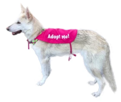 Adopt Me Cape for Rescue Dogs by K9Capes - Bright Pink
