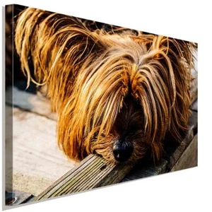 Yorkshire Terrier Welpe Leinwandbild AK Art Bilder Wanddeko Wandbild Kunstdruck - Bild 1 von 5