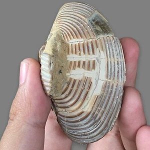 63Gr Natural Rough Bivalvia Clam PELECYPODA Fossil ,indonesia - Picture 1 of 6
