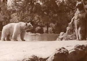 Polar Bears Life Vincennes Zoo Ours Blanc France old Photo 1952 - Picture 1 of 4