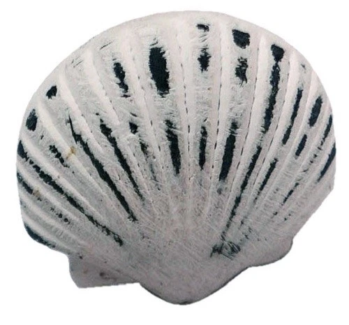 "Juego de 2 perillas de cajón en forma de vieira de hierro blanco Distress de 1,5"" con carcasa de tracción náutica" Foto 1 de 1