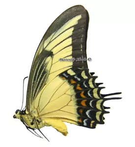 Mariposa/Papilionidae sin montar - Papilio androgeus androgeus, M, Perú - Imagen 1 de 1