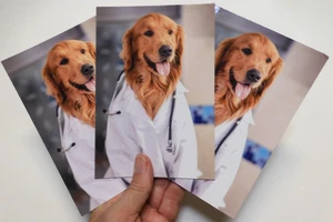 3 Cards Shoebox Greetings Get Well Dr. Dog Say They Say In Obedience School HEAL - Picture 1 of 6