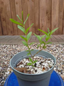 Pre Bonsai, Mame, Shohin, Liguster ovalifolium, ca. 12 cm - Bild 1 von 1
