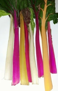 ACELGA ARCOIRIS mezcla de colores 350 semillas - seeds huerto jardin - Imagen 1 de 1