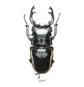 INSECT- H5599. Lucanidae: Odontolabis cuvera ssp.sinensis-MONSTER ~94MM, VIETNAM - Picture 1 of 3