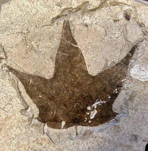 Miocene Maple Leaf Fossil – Shanwang Formation! US Seller! No Return! - Picture 1 of 5