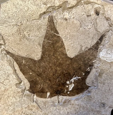 Miocene Maple Leaf Fossil – Shanwang Formation! US Seller! No Return! - Image 1 of 4