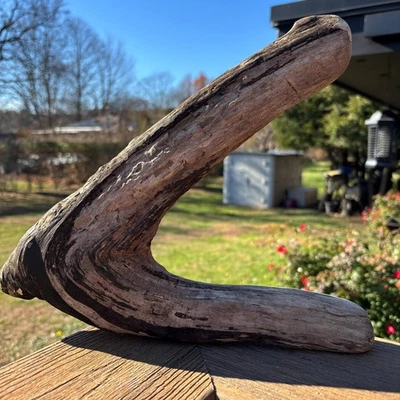 Boomerang Driftwood 14x3x10 – Lightweight Natural Wood Form for Home Décor - Image 1 of 4