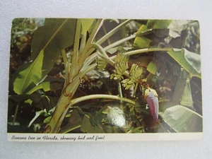 Cartolina d'epoca Banana Tree in Florida che mostra, germogli e frutti Sarasota non spedita - Foto 1 di 2