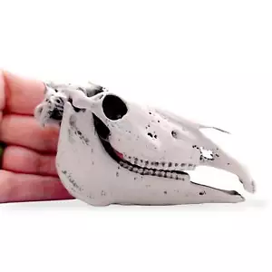 Horse Skull Miniature - 1:6 Scale replica for Mari Lwyd DIY supplies (1 skull) - Picture 1 of 4