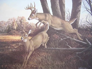 Harry Antis Breaking Cover Whitetail Deer Wildlife Art Print Hunting Caabin - Picture 1 of 1