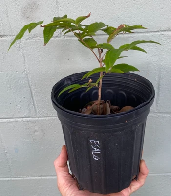 Plinia Phitrantha ESALQ 1gal - Image 1 of 3