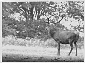 PHOTO DE CHASSE LE PANNEAUTAGE DU GIBIERS A CHAMBORD VERS 1985 - Imagen 1 de 3