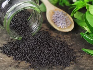 Semi di Basilico (Sabja) Tukmaria - Basilico dolce biologico e naturale (Ocimum Sanctum) - Foto 1 di 2