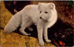 Postkarte Artic Fox New York Zoological Park geteilt hinten unbesendet - Bild 1 von 3