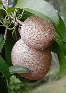 Sapodilla Tree Seeds (Manilkara zapota) Chicle Tropical "Brown Sugar Fruit" - Picture 1 of 10