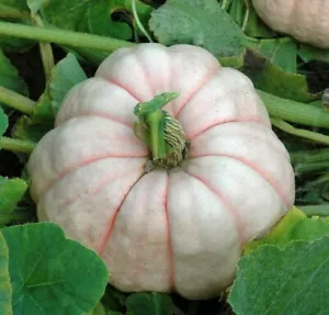 6 ORGANIC SEEDS HEIRLOOM STRAWBERRY SQUASH PUMPKIN Disease Resistant BIO - Picture 1 of 1