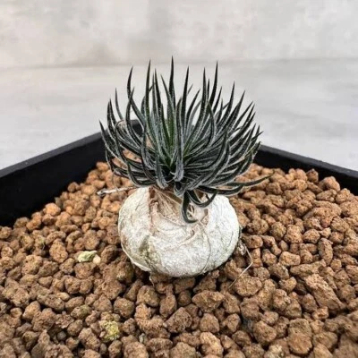 Rare succulent Ornithogalum sardienii  🌸one plant only about 2cm bulb, 5 years  - Image 1 of 4