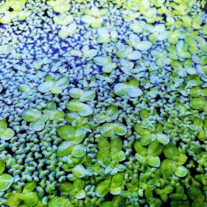 500+ Giant & Regular Duckweed Mix Live Aquarium Plant Buy 2 Get 2 Free - Picture 1 of 5