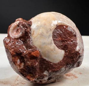69gr Unique Mother & Child Whole Permian Ammonite Fossil Rough Mollusca Timor - Picture 1 of 15
