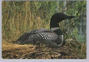 Loon, Chrome Postcard - Picture 1 of 2