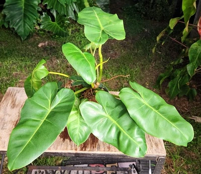 Philodendron scottmorianum Plant in 6" Pot 16" Tall 22" Wide - Image 1 of 4