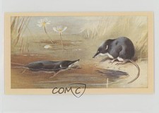 1983 Grandee British Mammals Water Shrew #5 0y5