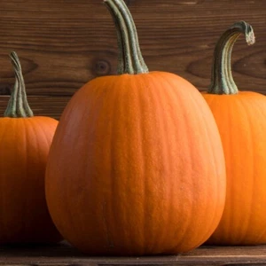 1/4 Lb Jack O Lantern Pumpkin Seeds - Everwilde Farms Mylar Seed Packet - Picture 1 of 2