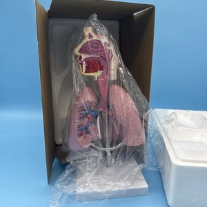 Modelo 4D, Enseñanza Modelo de Pulmón Respiratorio con Cabeza y Pulmones, Práctico 3D Mo... - Imagen 1 de 6