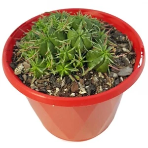 Euphorbia Pulvinata - Unique Spiny Succulent - Easy Care Green Plant! - Picture 1 of 3