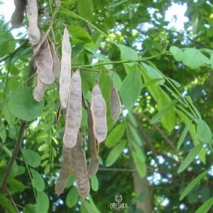 Robinia pseudoacacia 20 piezas semillas frescas, langosta negra, acacia falsa, acacia - Imagen 1 de 8