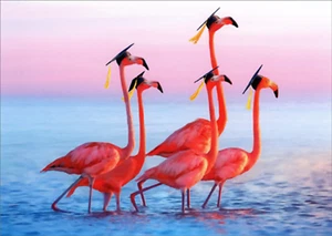 Graduation Greeting Card - Flamingo Graduates - Bild 1 von 2