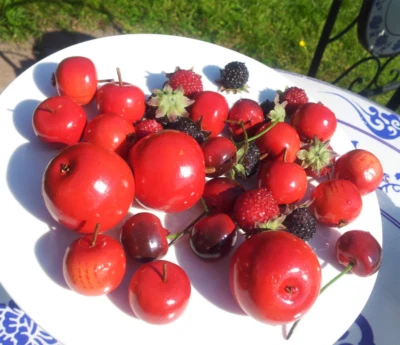 33 x Deko Kirschen Gemischte Früchte Brombeere Himbeere  Dekofrüchte Äpfel Rot - Bild 1 von 4