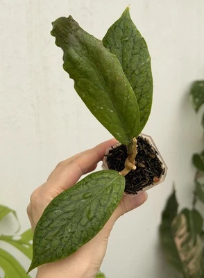 Hoya AH 032💖 (Rare)~Established Indoor/Outdoor Plant🌿 - image 1 of 4