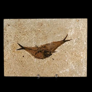 2 Two Diplomystus Dentatus Fossil Fish Green River FM WY Eocene Age COA, Stand - Picture 1 of 10