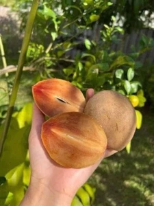 ALANO Dwarf Variety Sapodilla Tree. Ship In Pot. Grafted Tree Ready To Fruit - Picture 1 of 17