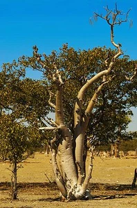 Moringa oleifera, baqueta de flor rara árbol bonsái semilla de planta exótica 5 semillas - Imagen 1 de 3
