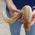 23 Inch Sheep Horn For Horn Carving Taxidermy To Make Shofar #48716